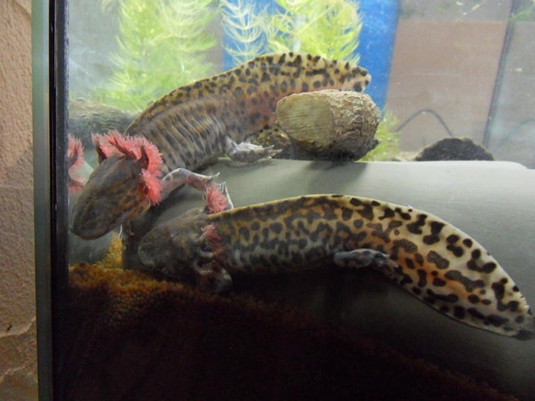 26.01.13 Joshi und King Koopa