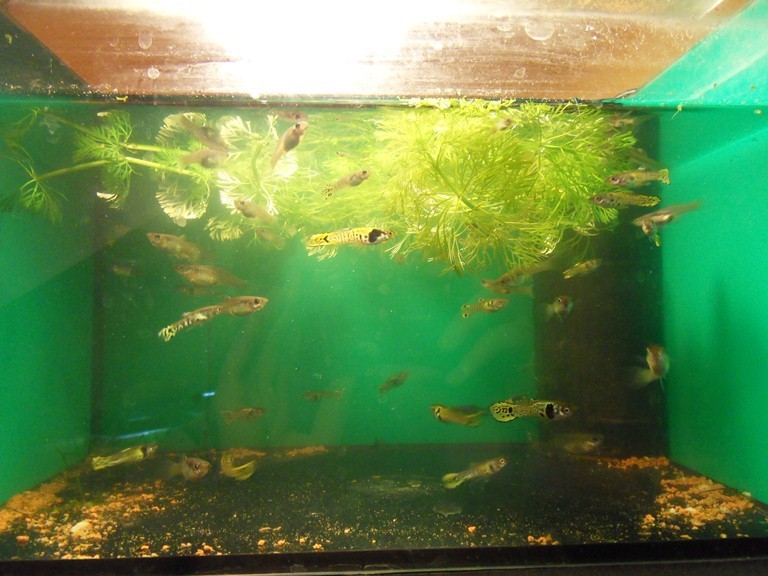 Endler-Guppys in der Eingewöhnung 2011