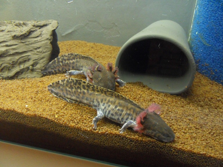 28.01.13 Bowser vorne, King Koopa hinten