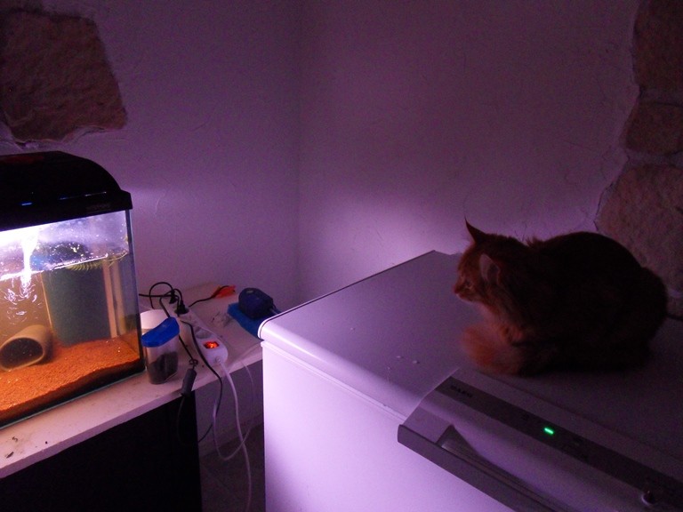 16.05.13 Garfield hat wie immer alles im Blick