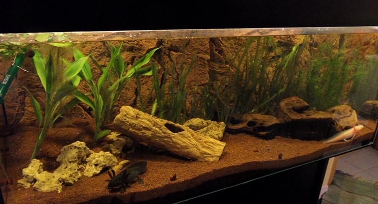 Axolotl 2010