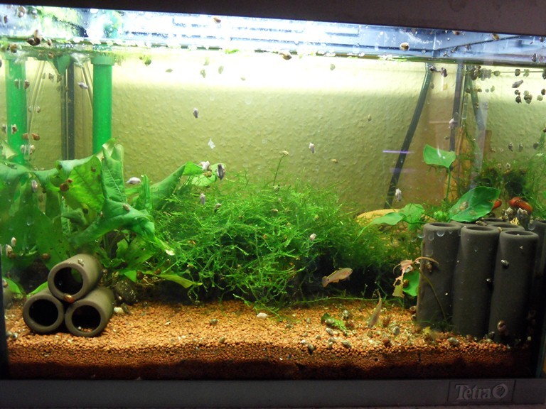 20L-junge Grundeln 2010