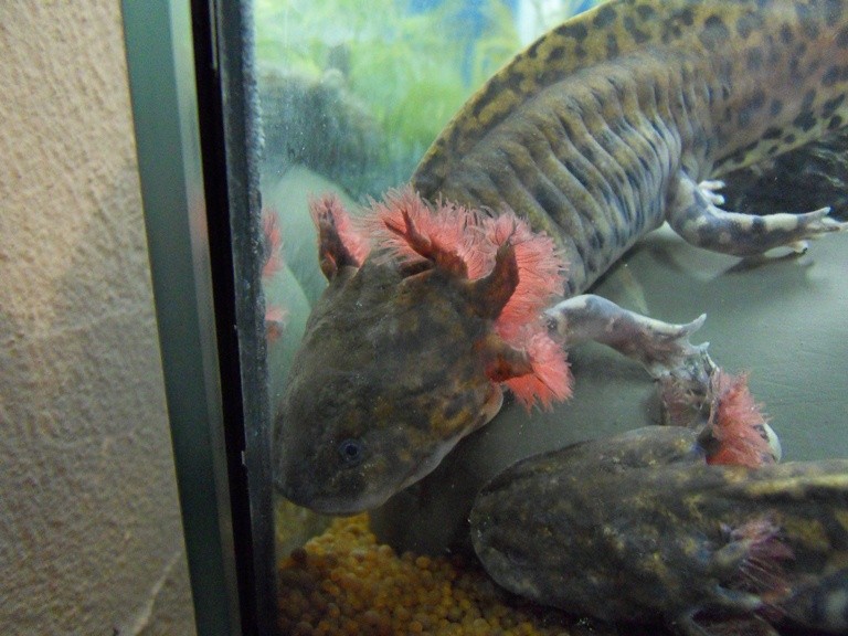 26.01.13 Joshi und King Koopa