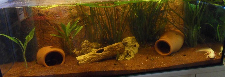 Axolotl Mai 2011