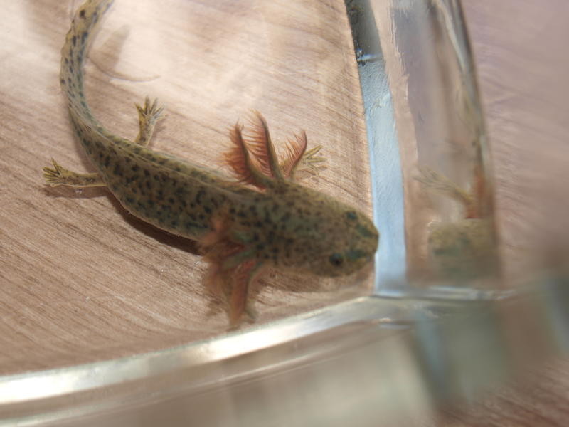 Juli 2013