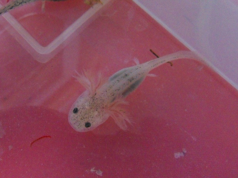 23,05.13 der Größte mit 5cm