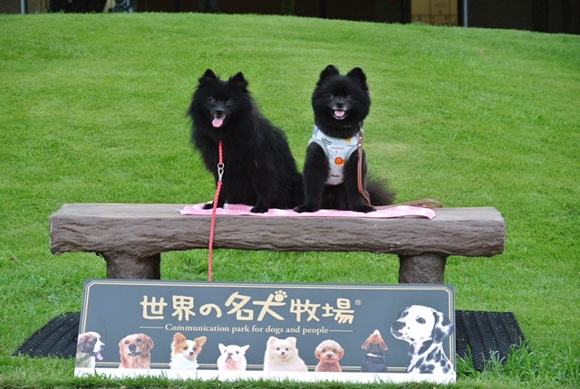 世界の名犬牧場へgo ドギーホームルーム 世界の名犬牧場へgo ドギーホームルーム