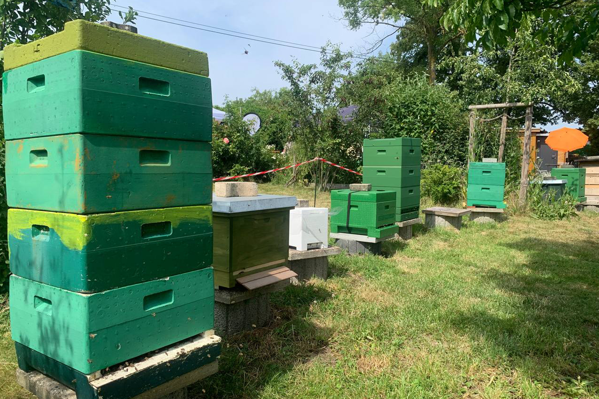 22. Juni - Marienrode - Die Welt der Bienen
