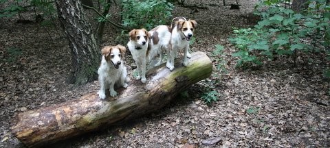 auf dem Stamm