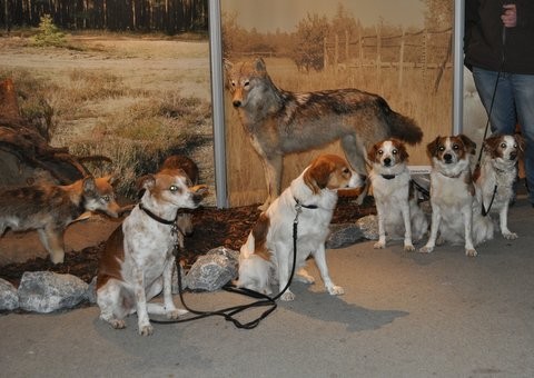 Posen vor dem Wolf