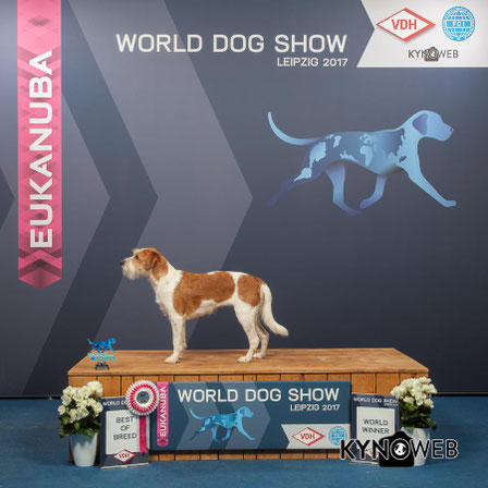 World Dog Show Leipzig 2017 Kromfohrländer World Winner u. BOB Delta vom glatten Kiesel