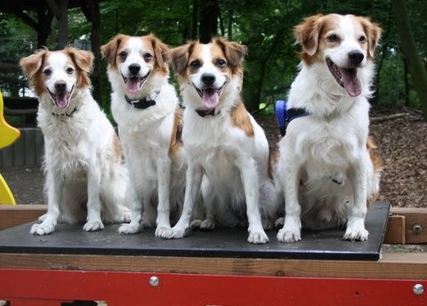 v.l. Aysha, Anouk, Andra, Sparky