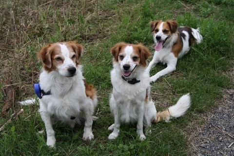 Sparky, Anouk, Andra