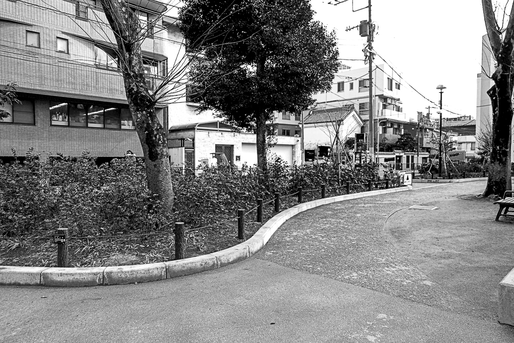 日常に寄り添う緑の散歩道