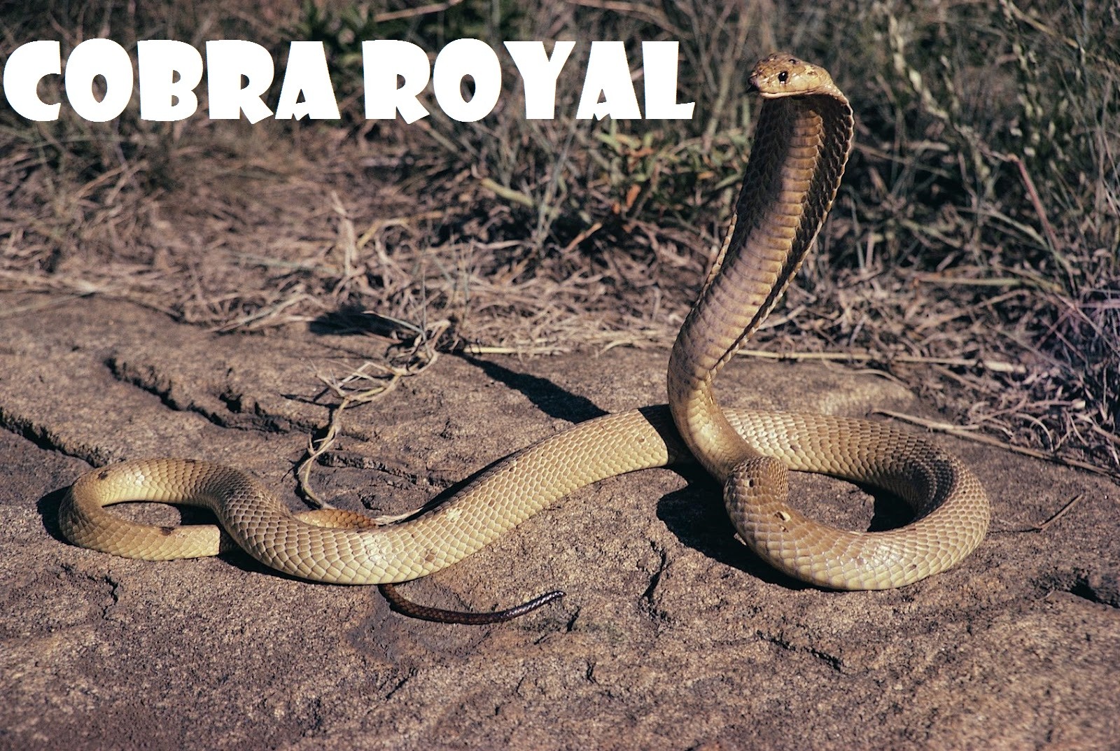 photos de serpent cobra royal