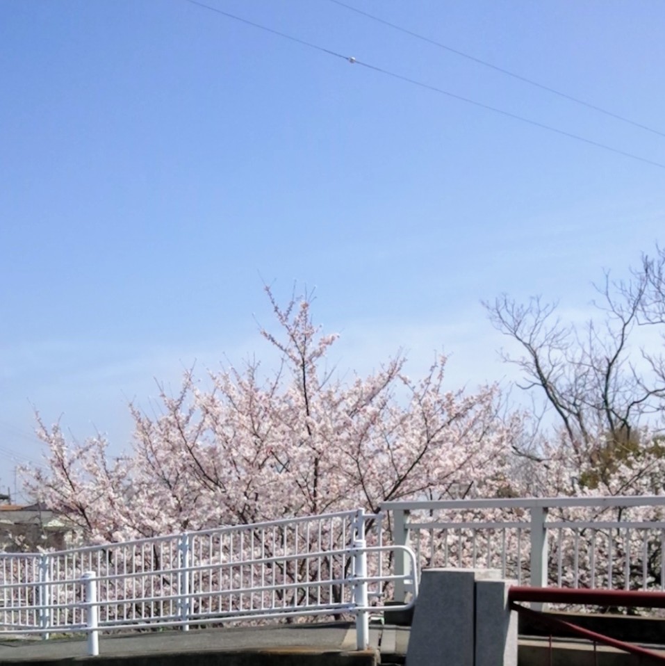 王子動物園北側の桜がきれい😀