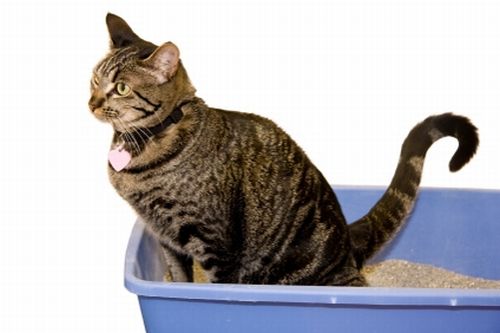 chirurgia di ostruzione del gatto