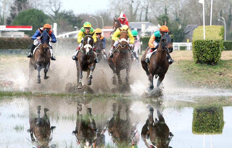 course-lion-dangers-haras-isle-briand