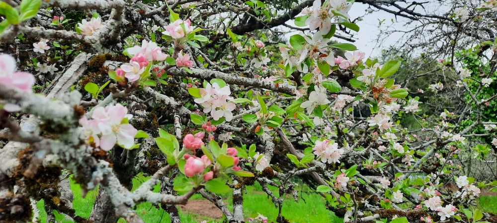 Apfelbaumblüte