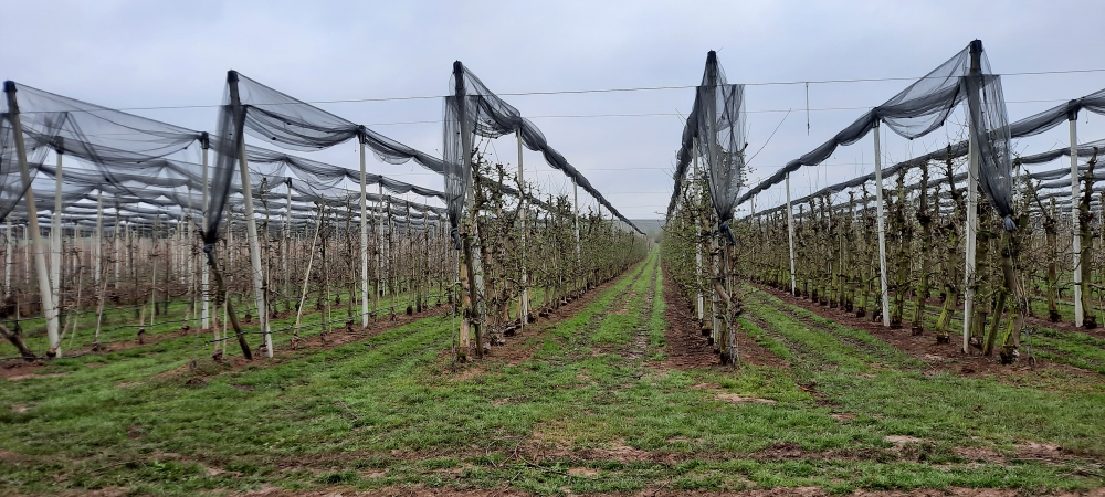 Obstfelder