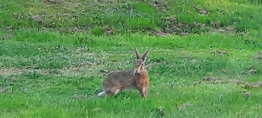 Der Hase sagt uns gute Nacht