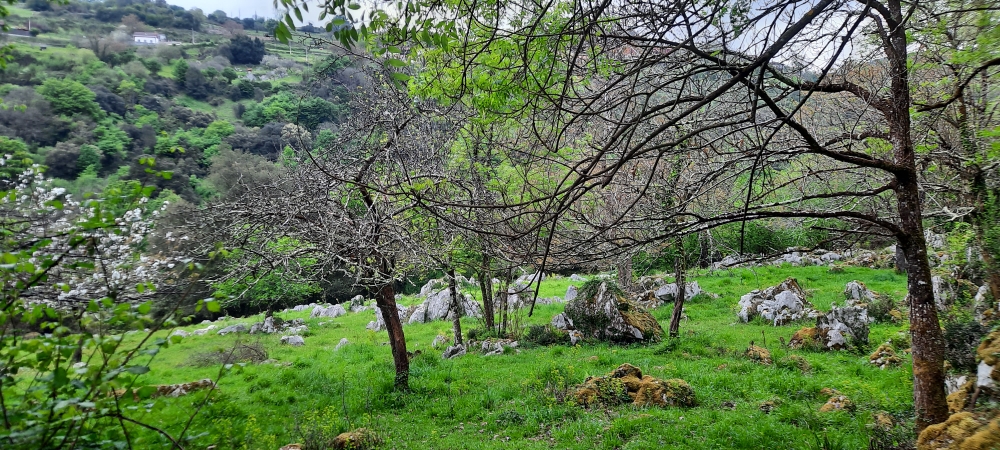 Steine in der Wiese