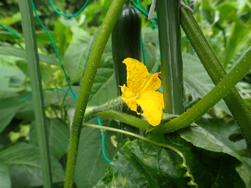 夏野菜がすくすくと・・・