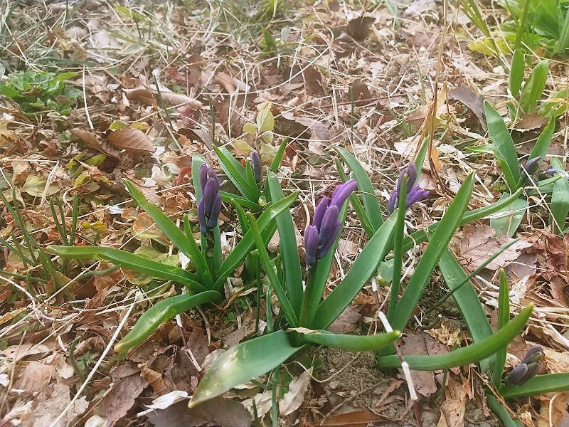 ３月のカフェ営業時間について