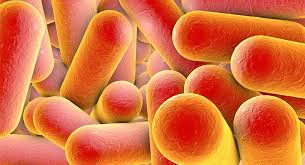 Página web de pseudomonas