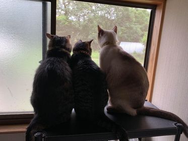 愛する3匹の猫さまのため、日々頑張っています。