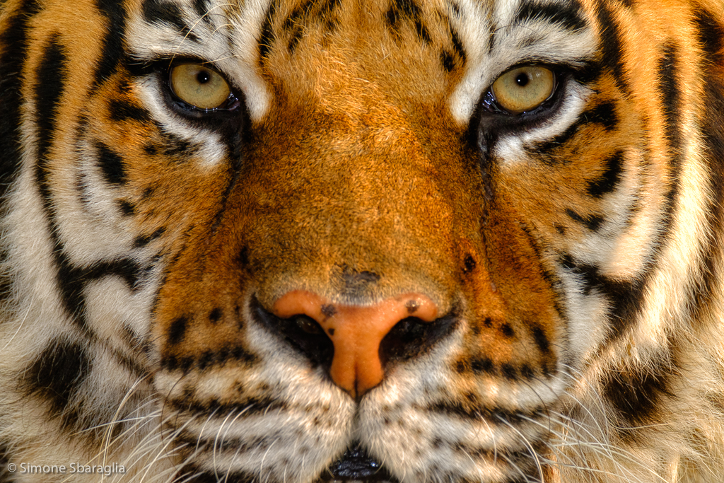 6 Tiger Jungle Invaders Alice Asnaghi Paintings And Photos