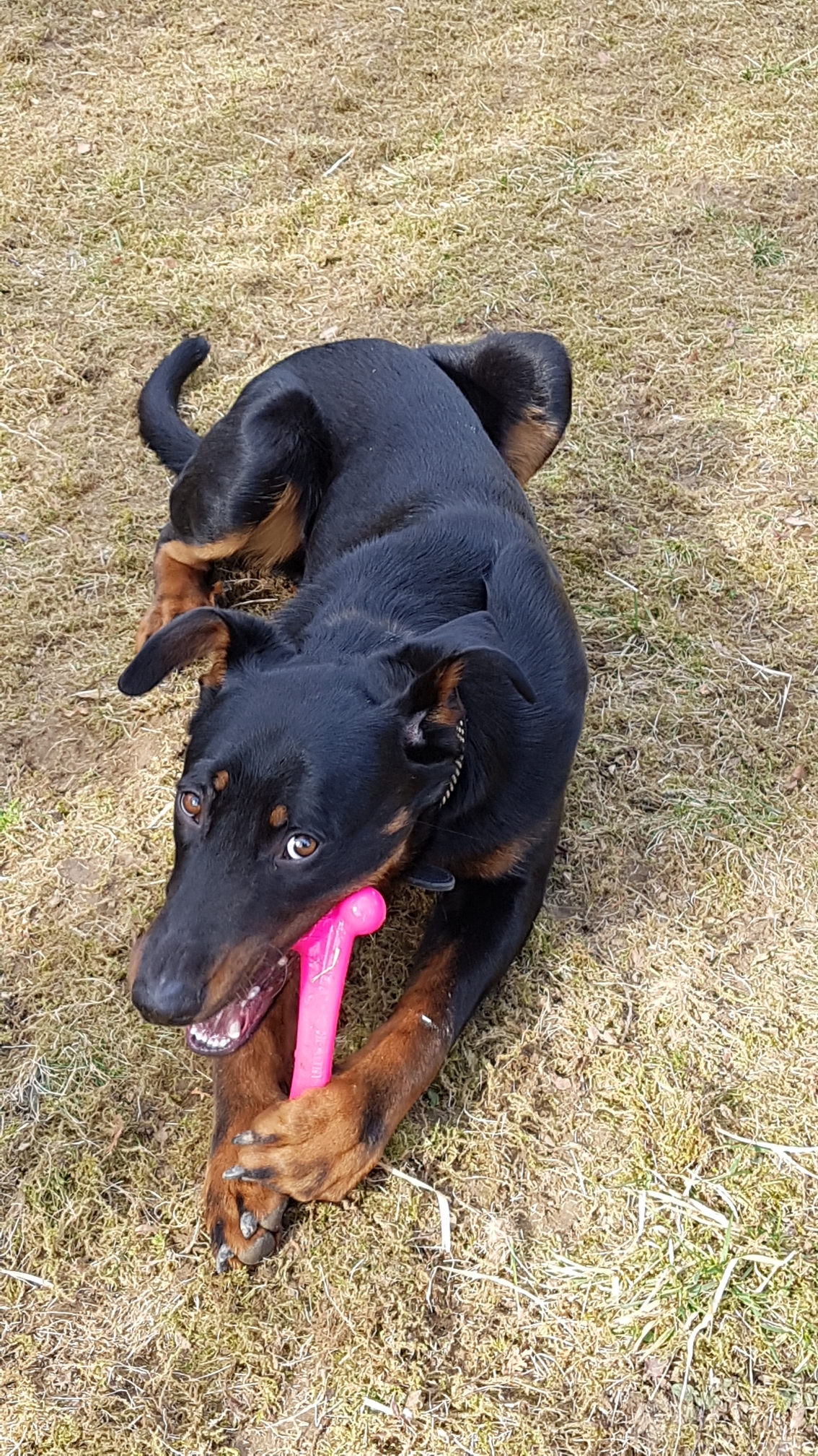 2019 Ossco zieht Ein Mobile Tierheilpraktikerin Katja Kappeler