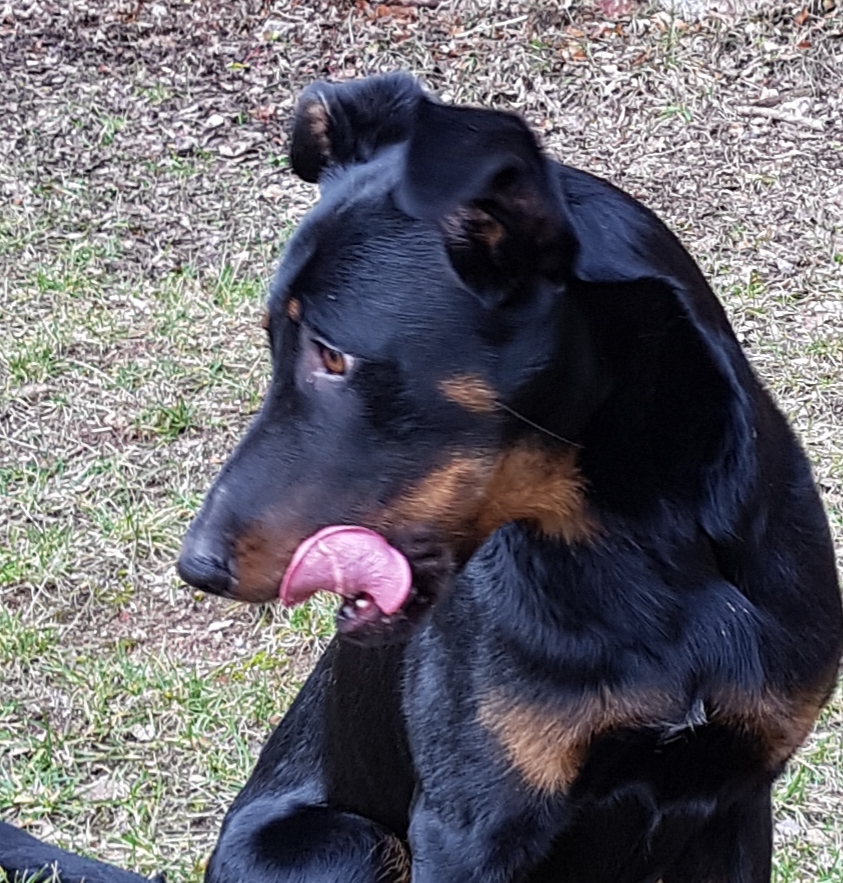 2019 Ossco zieht Ein Mobile Tierheilpraktikerin Katja Kappeler