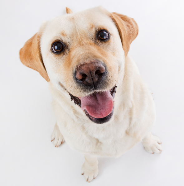 Mit einem kurzen Schweifwedeln kann ein Hund  mehr Gefühl ausdrücken, als mancher Mensch mit stundenlangem Gerede