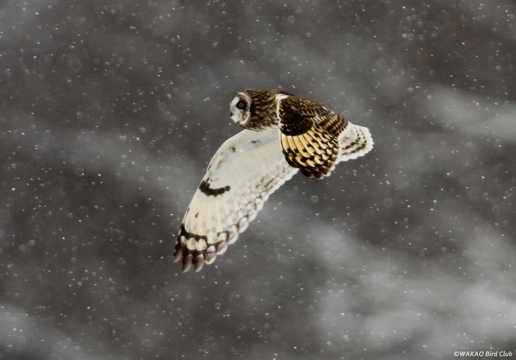 野辺山 コミミズク撮影 - Wakao Bird Club - クマタカ カワセミ 野鳥