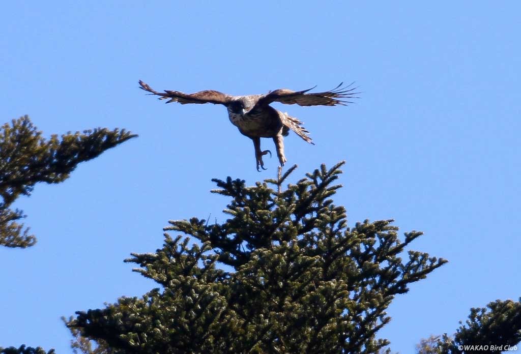Wakao Bird Club - クマタカ カワセミ 野鳥自然写真家 若尾 親の