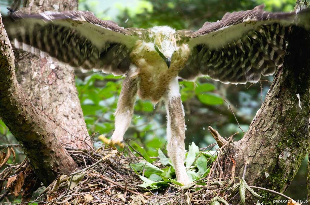 クマタカグラフィックⅡ - Wakao Bird Club - クマタカ カワセミ