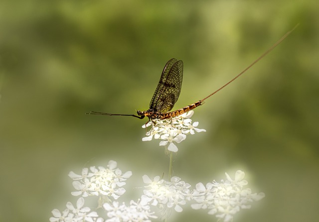 Lilly die Eintagsfliege