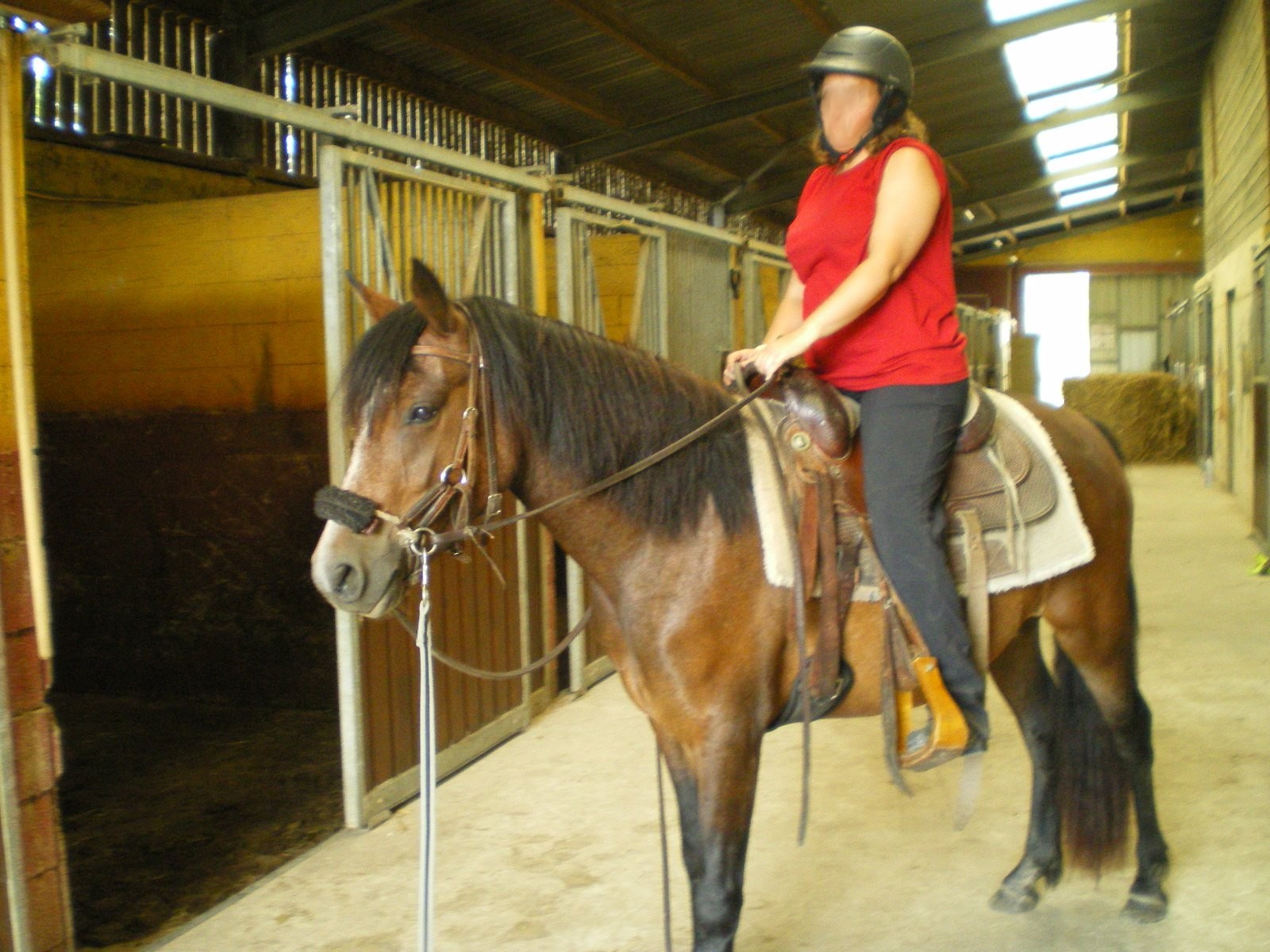 Chevaux à vendre - Ecurie western et de loisirs en ille et vilaine