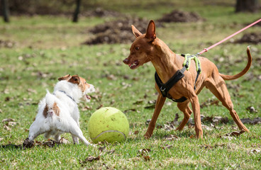 Agressie naar andere honden