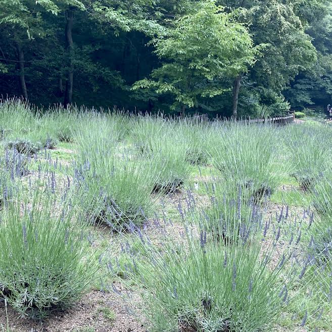 癒しと学びの神戸布引ハーブ園♡