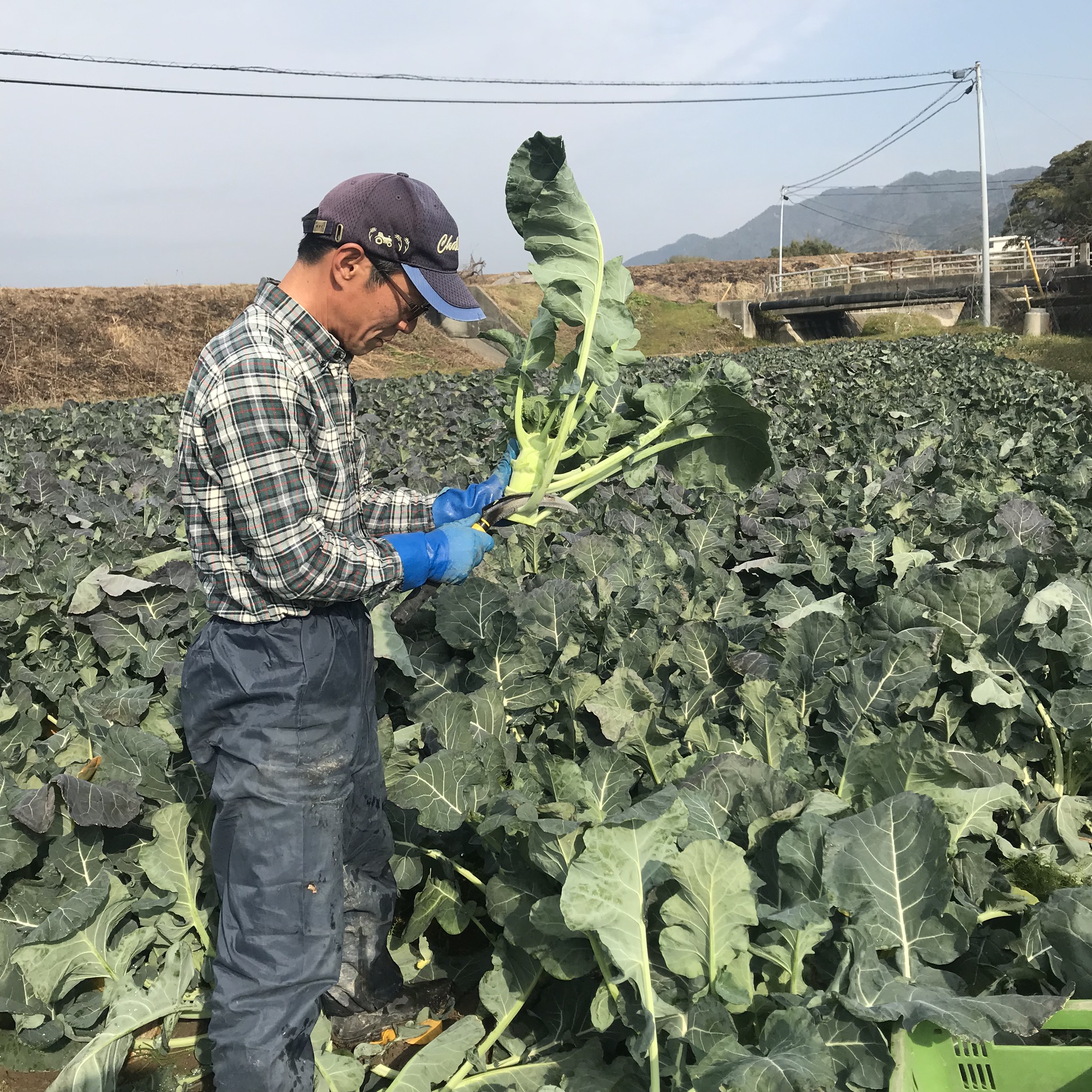 ブロッコリー畑は葉っぱだらけ Awaji Asada Jimdofree Com
