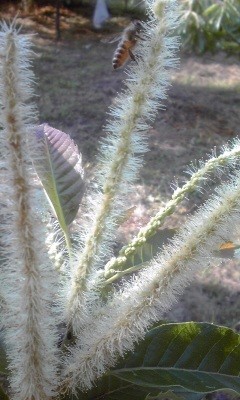 栗の花と蜜蜂