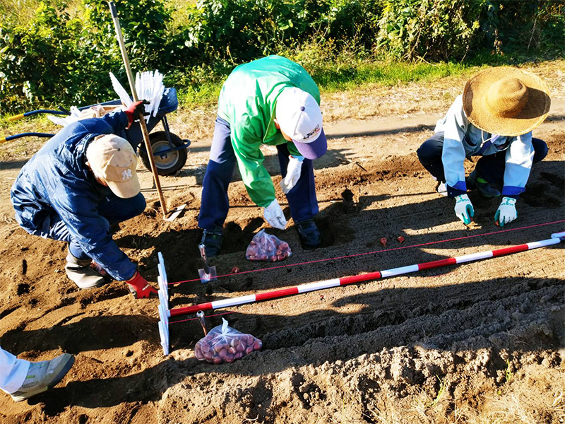 秋晴れの気持ちよい日に、チューリップの球根を植えました。