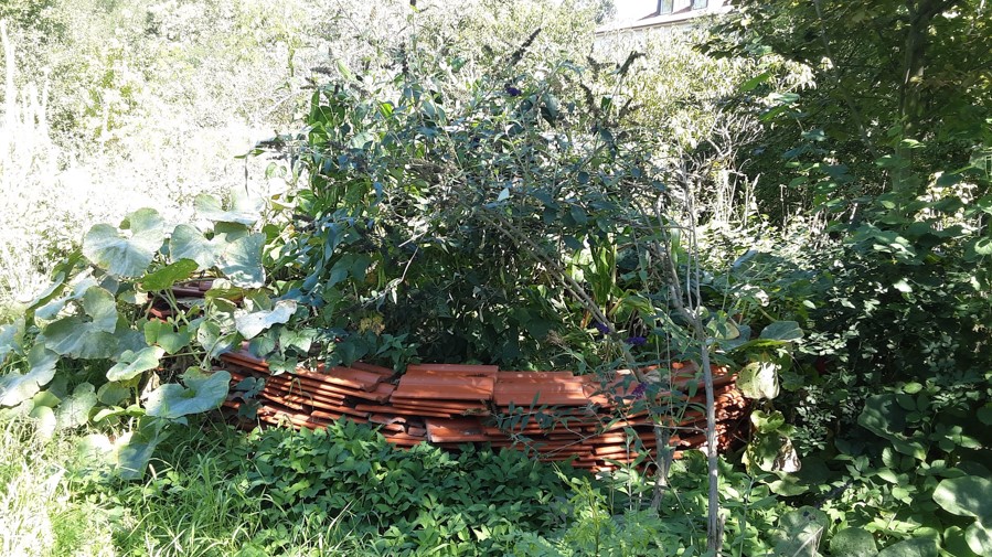 Schlüssellochbeet im Alten Garten am 03.09.23