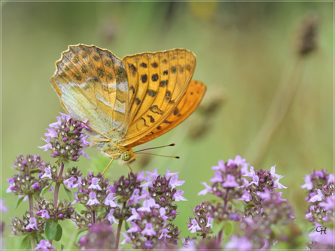 Kaisermantel (Agrynnis paphia)