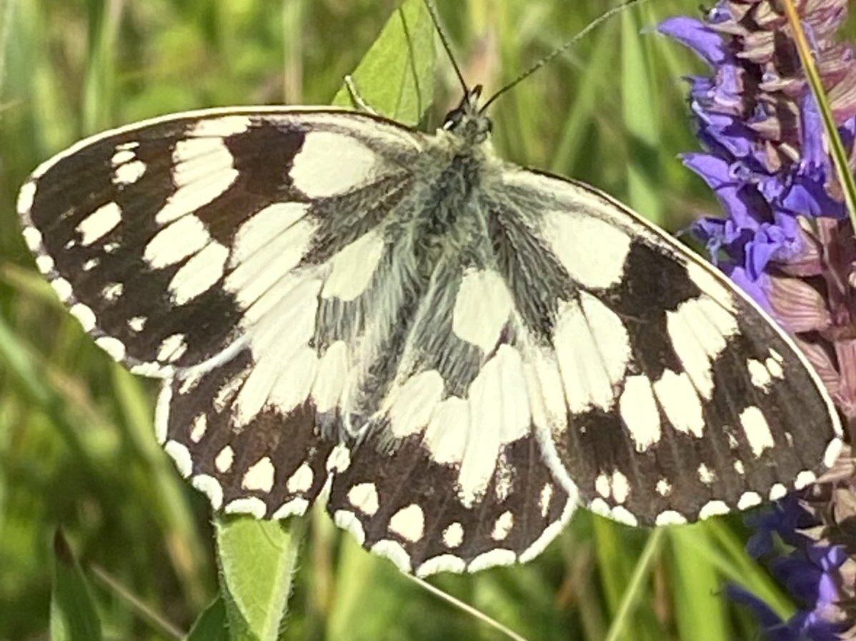 Schachbrettfalter