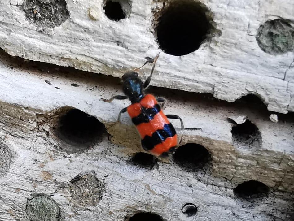 Gemeiner Bienenkäfer