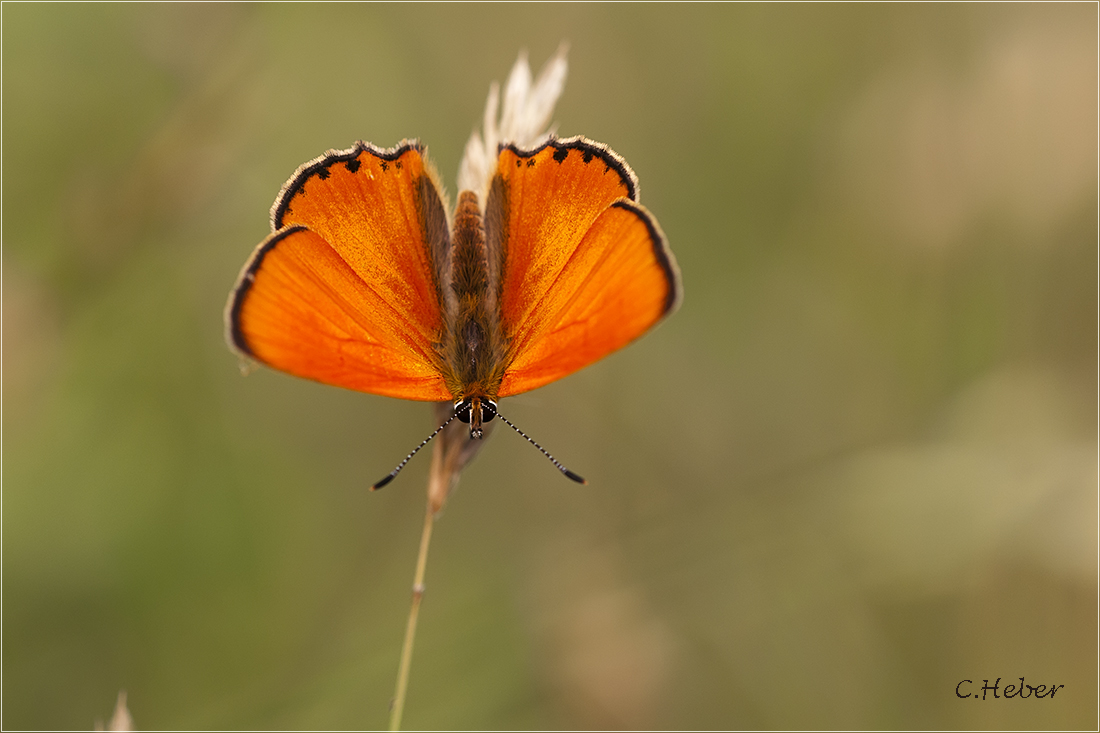Dukatenfalter (Lycaene virgaurea)