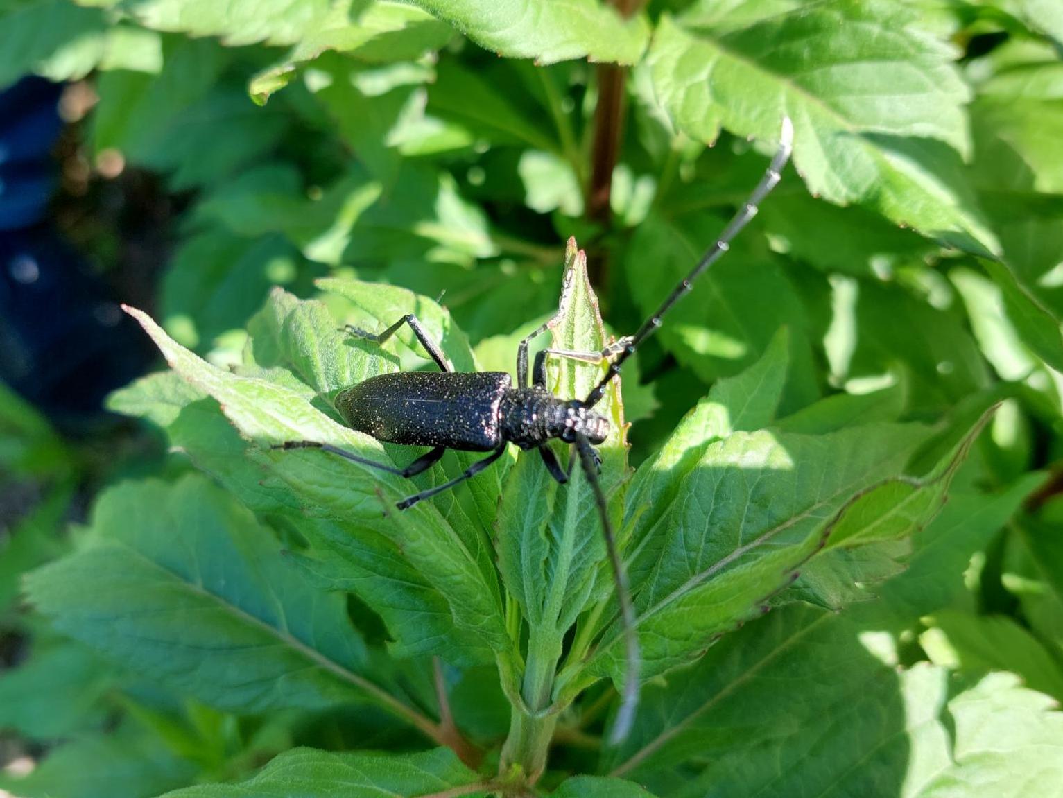 Kleiner Eichenbock